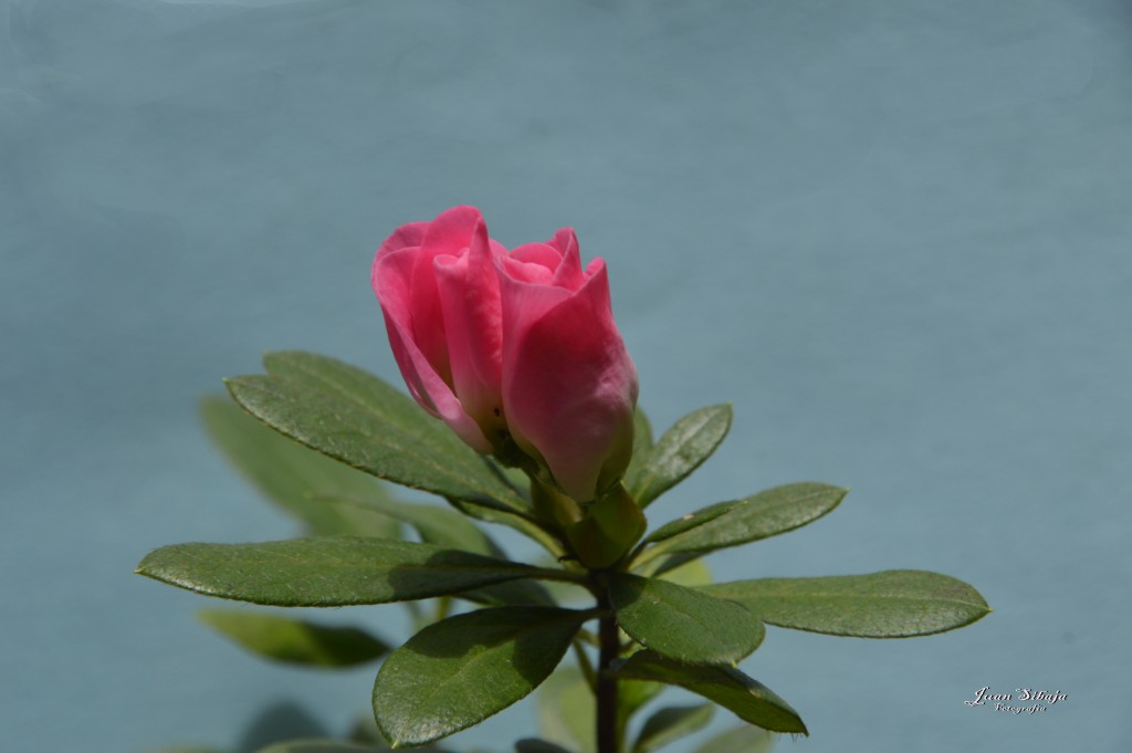 Foto de Alajuela, Costa Rica