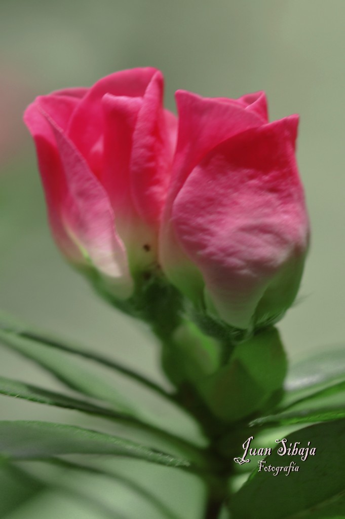 Foto de Alajuela, Costa Rica