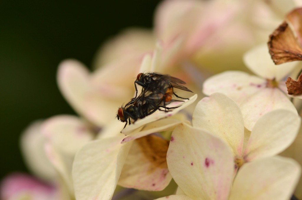 Foto de Alajuela, Costa Rica