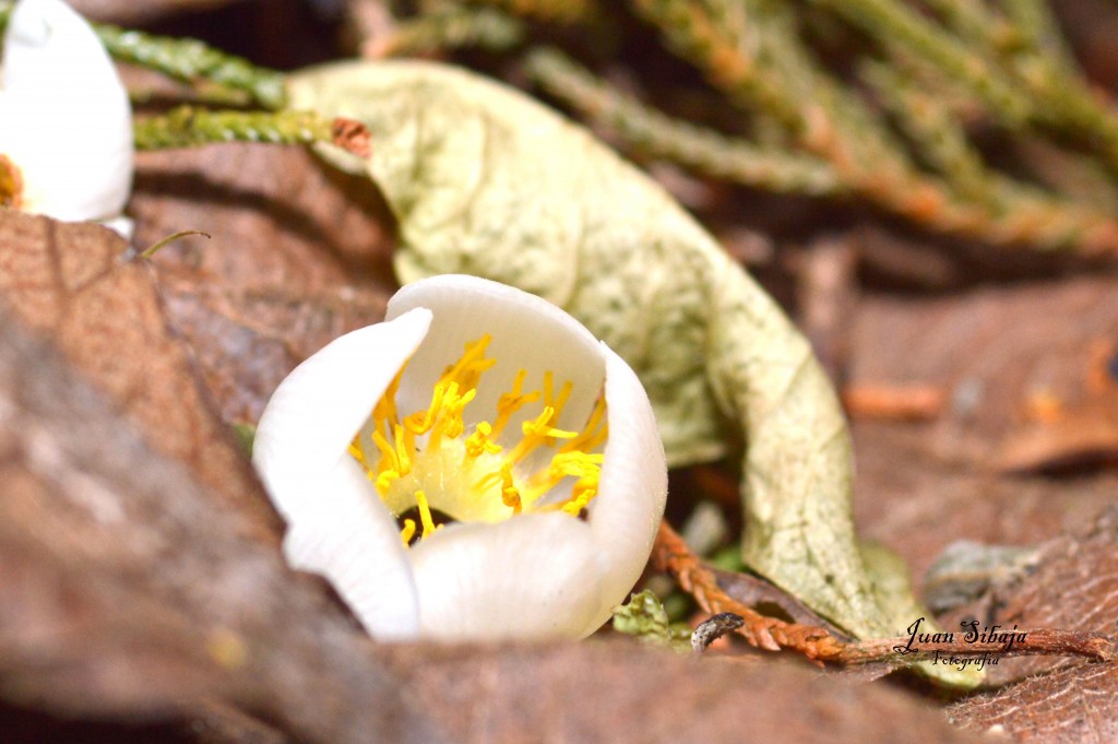 Foto de Alajuela, Costa Rica