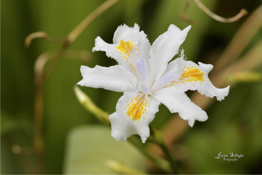 Foto de Alajuela, Costa Rica