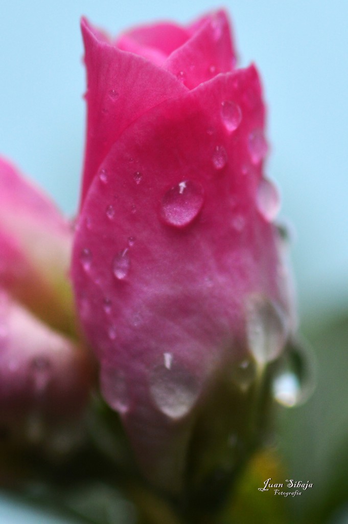 Foto de Alajuela, Costa Rica