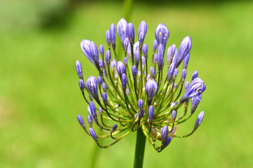 Foto de Alajuela, Costa Rica
