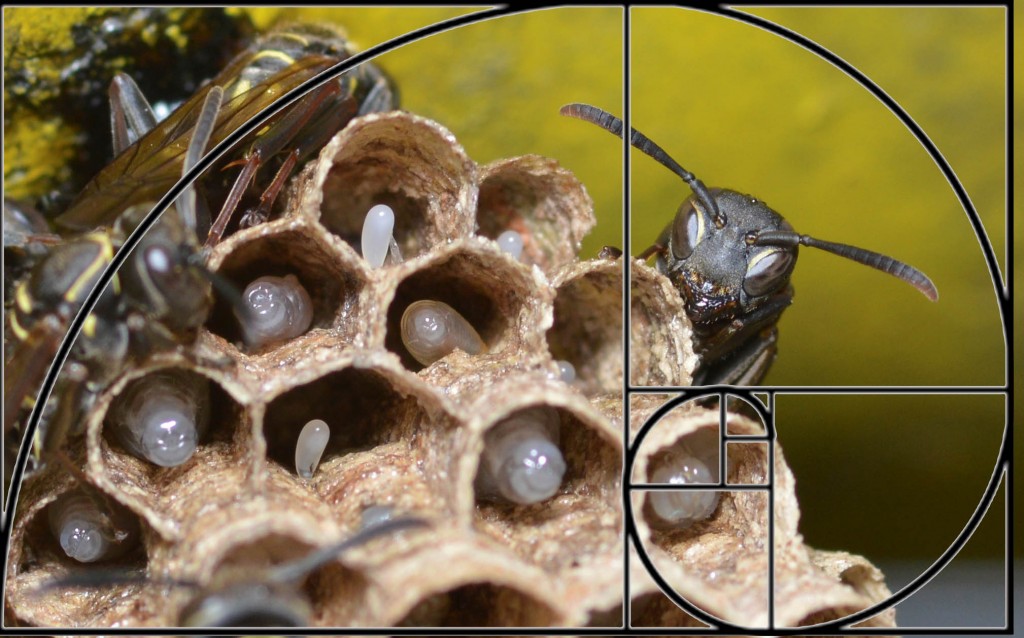 Foto de Alajuela, Costa Rica