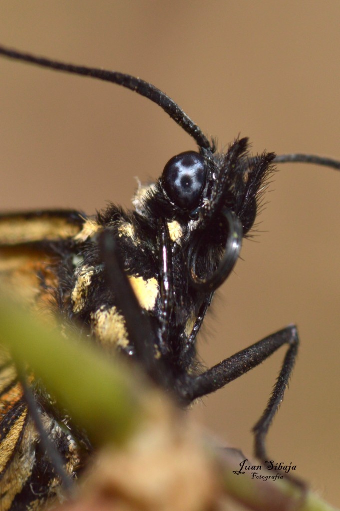 Foto de Alajuela, Costa Rica