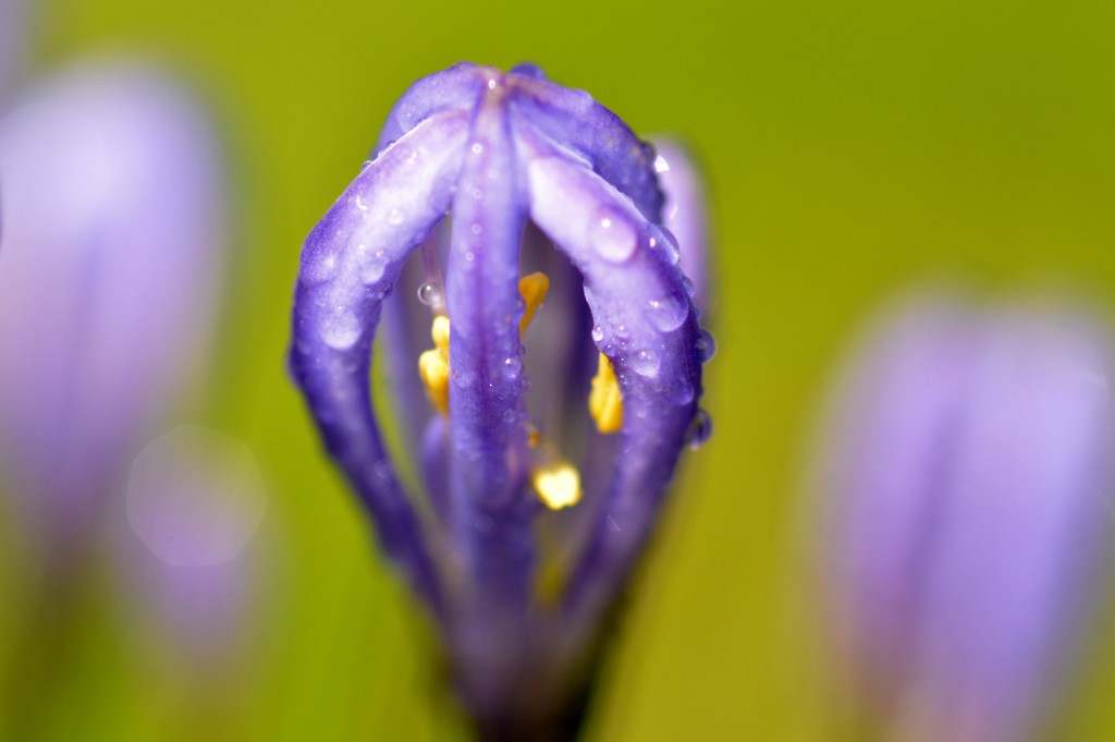 Foto de Alajuela, Costa Rica
