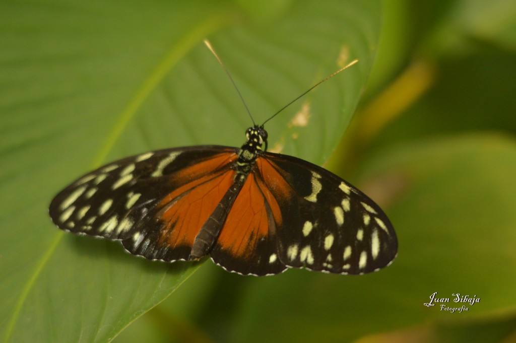 Foto de Alajuela, Costa Rica