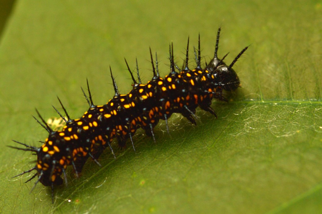 Foto de Alajuela, Costa Rica