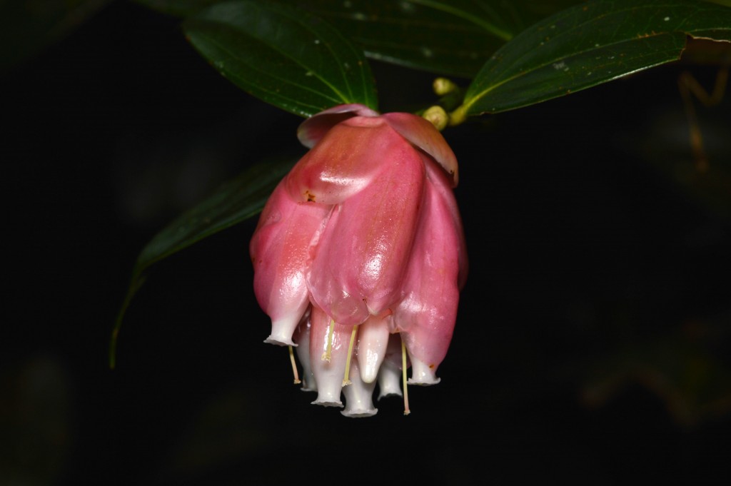 Foto de Alajuela, Costa Rica