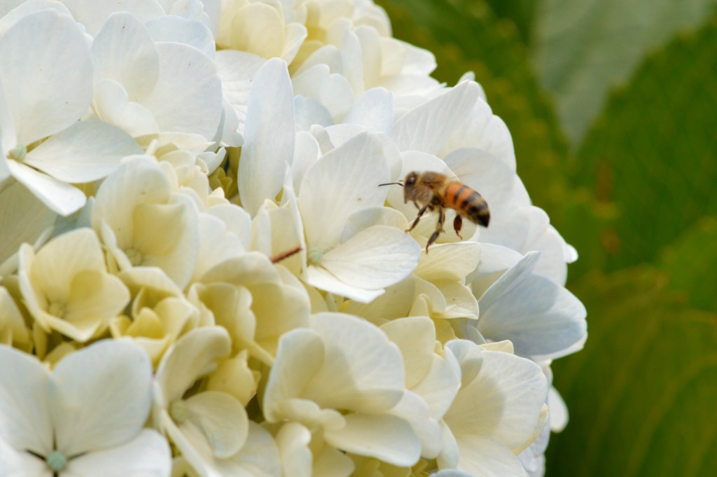 Foto de Alajuela, Costa Rica