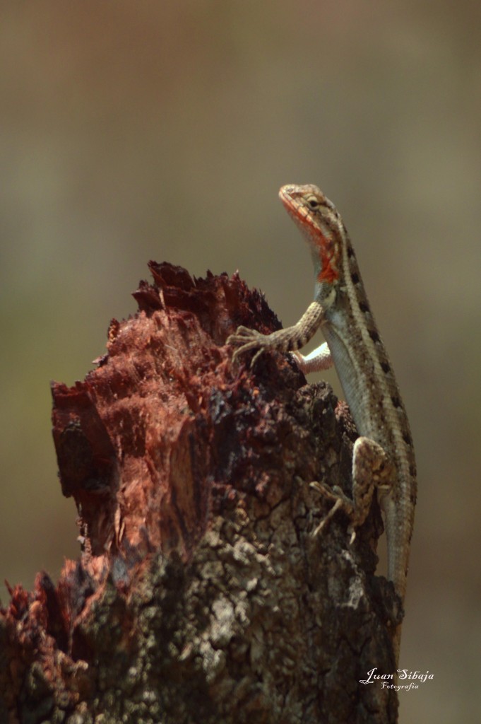 Foto de Alajuela, Costa Rica