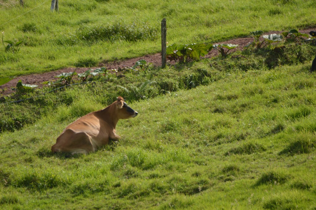 Foto de Alajuela, Costa Rica