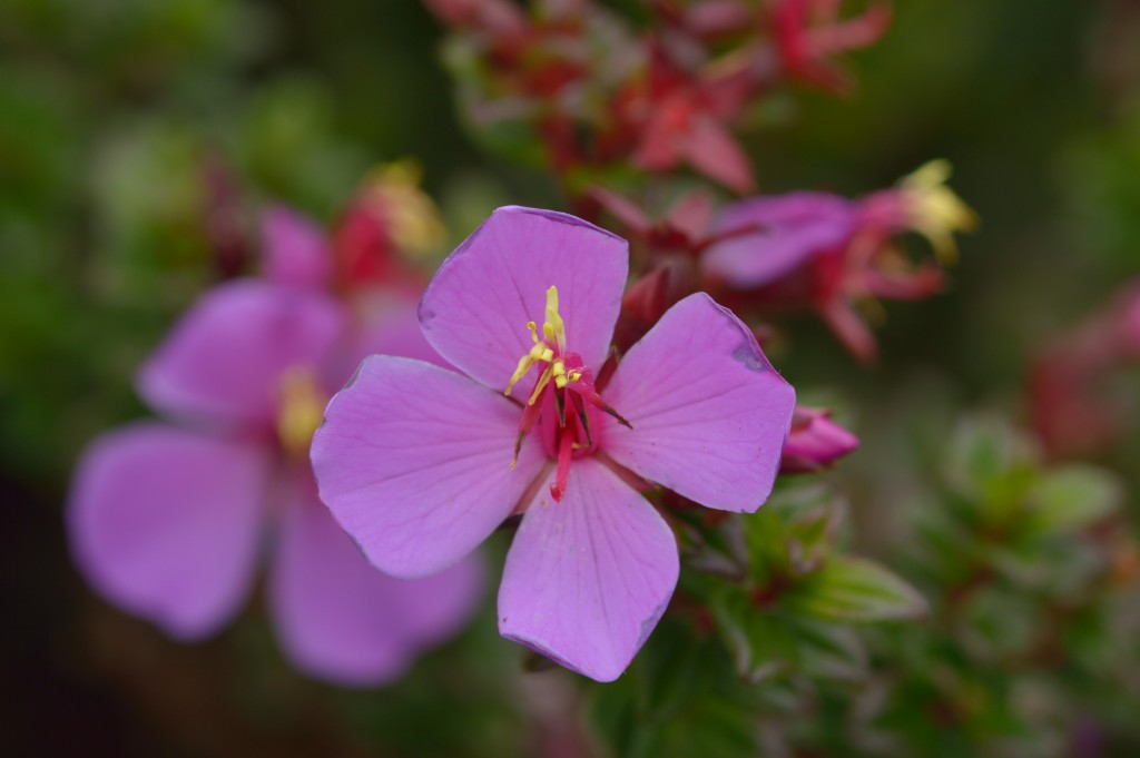 Foto de Alajuela, Costa Rica