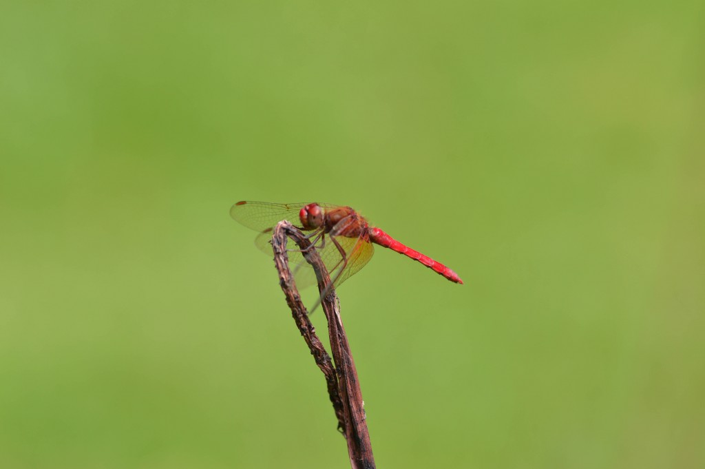 Foto de Alajuela, Costa Rica