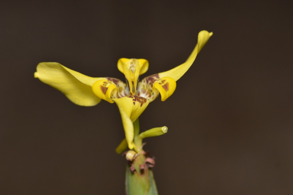 Foto de Alajuela, Costa Rica