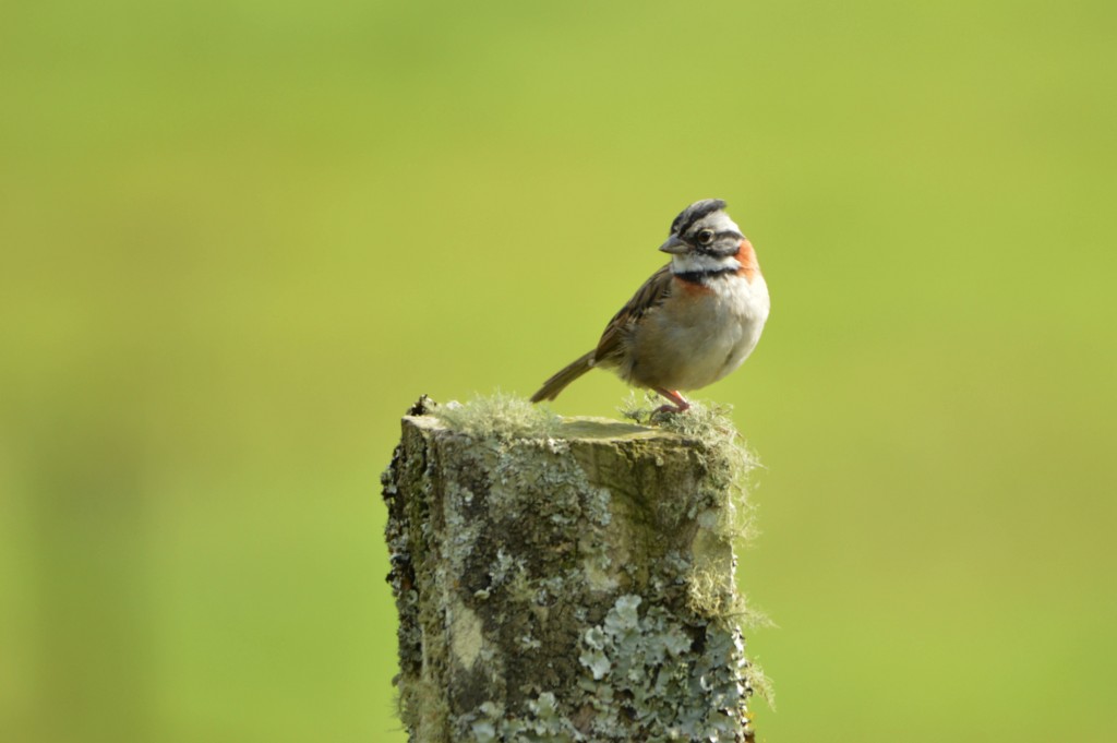 Foto de Alajuela, Costa Rica