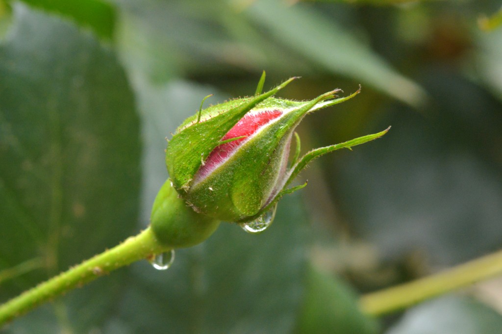 Foto de Alajuela, Costa Rica