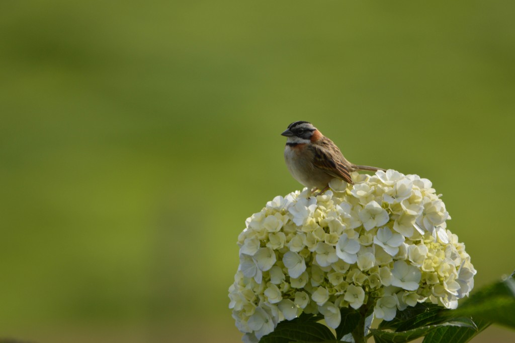 Foto de Alajuela, Costa Rica
