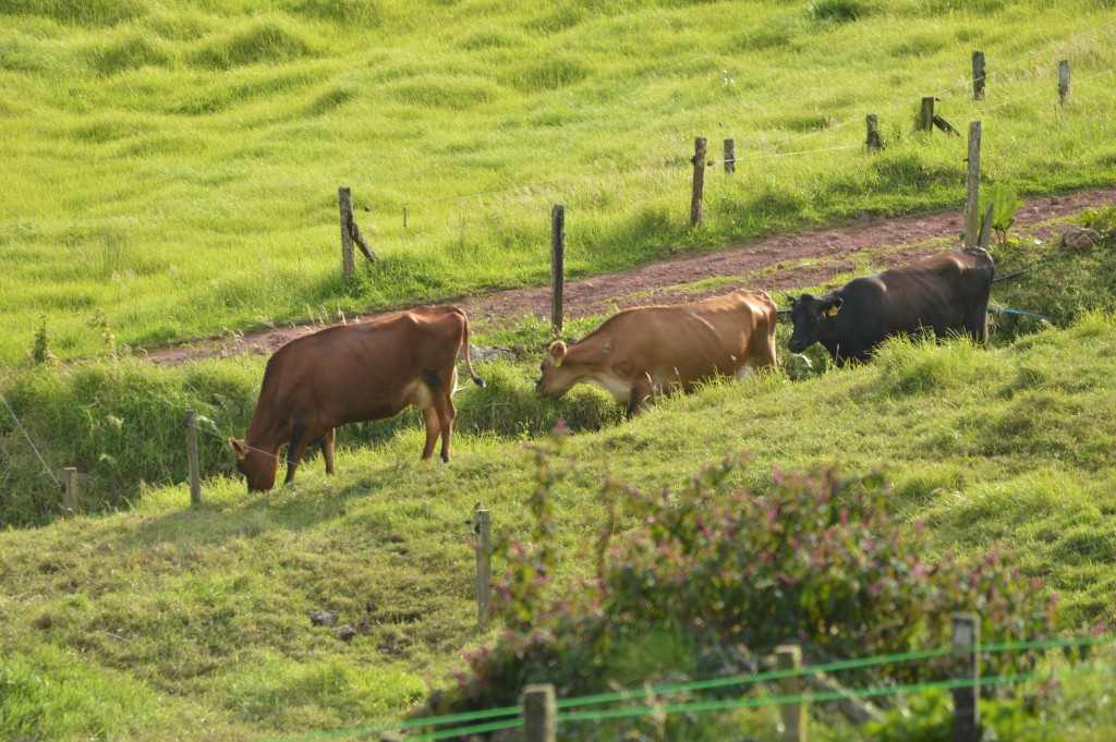 Foto de Alajuela, Costa Rica