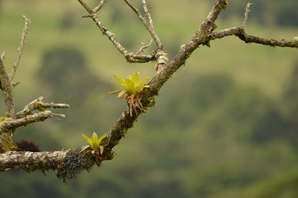 Foto de Alajuela, Costa Rica