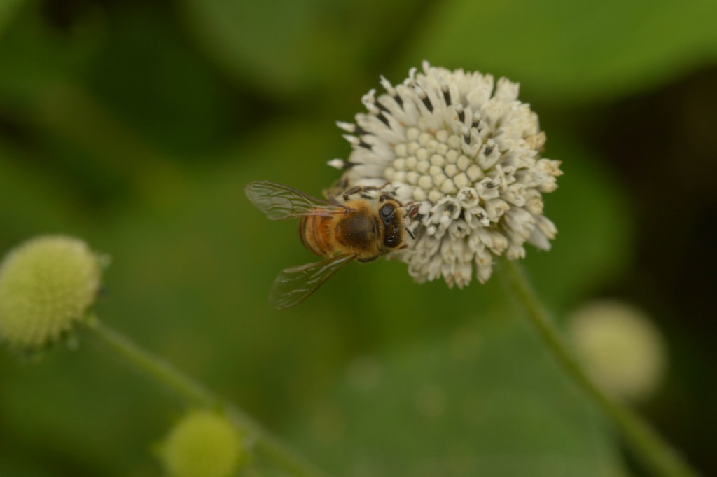 Foto de Alajuela, Costa Rica