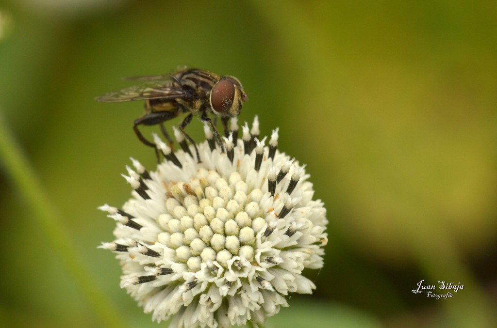 Foto de Alajuela, Costa Rica