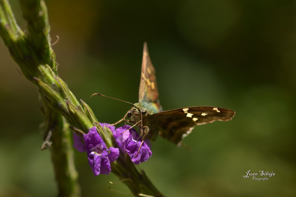 Foto de Alajuela, Costa Rica