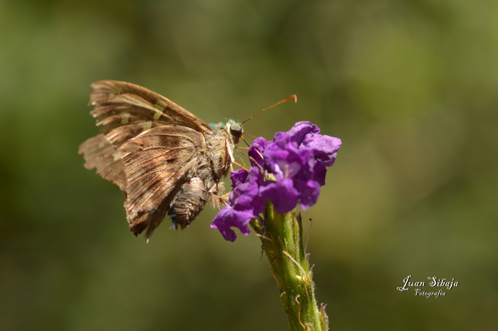 Foto de Alajuela, Costa Rica