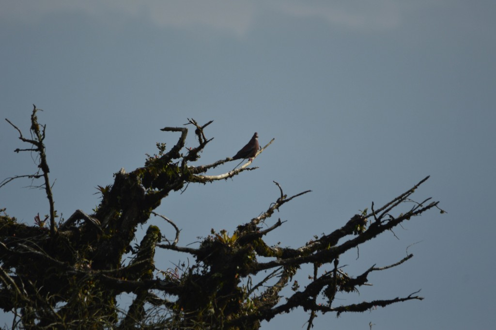 Foto de Alajuela, Costa Rica