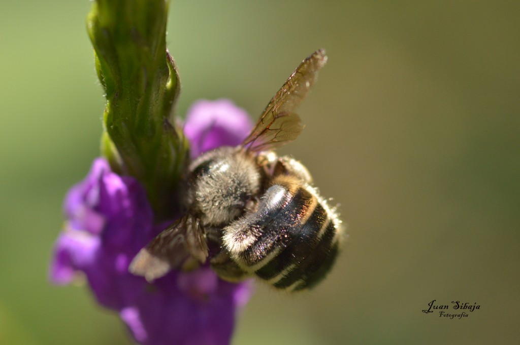 Foto de Alajuela, Costa Rica