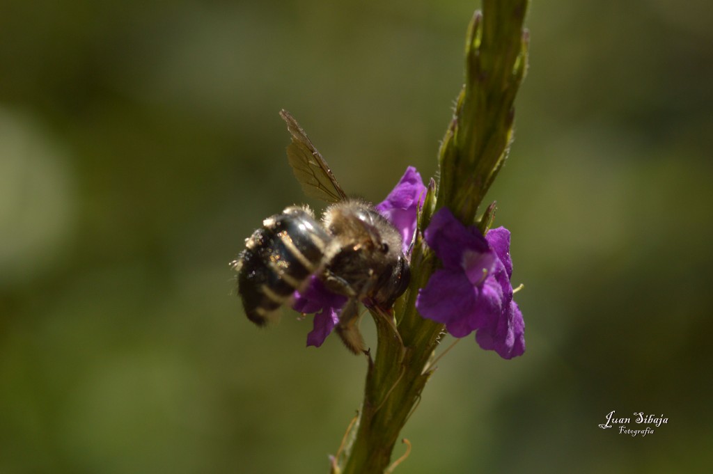 Foto de Alajuela, Costa Rica