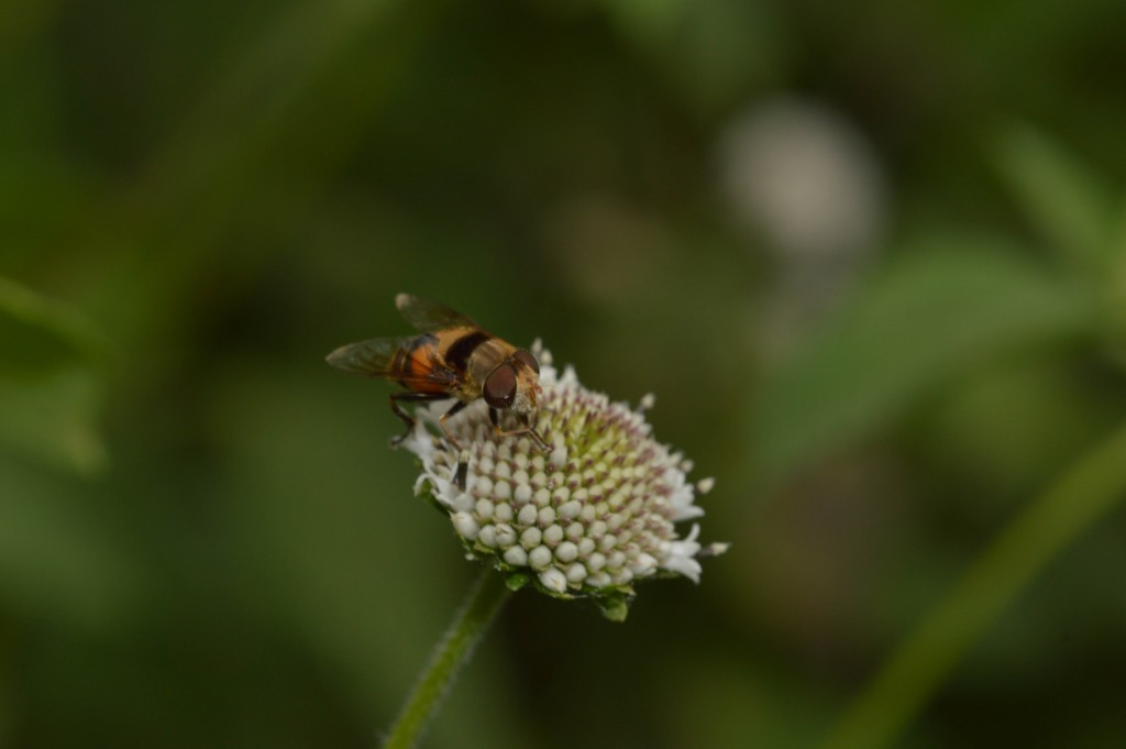 Foto de Alajuela, Costa Rica