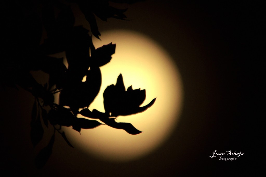 Foto de Alajuela, Costa Rica