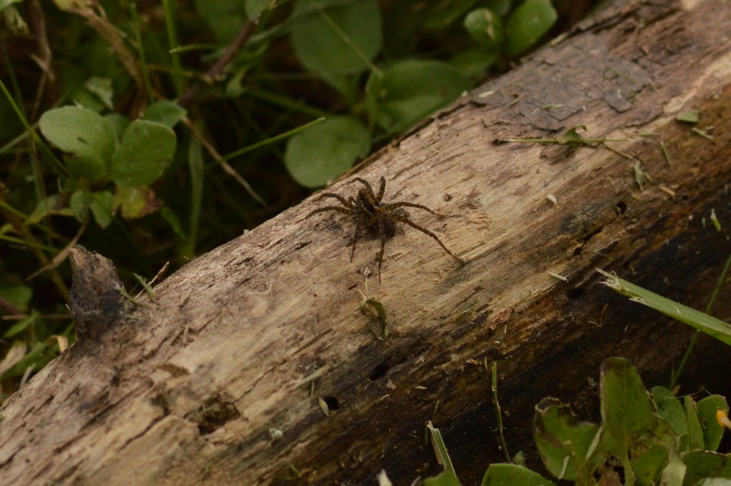 Foto de Alajuela, Costa Rica