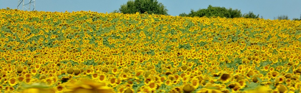 Foto: Paisaje - Massa Marittima (Tuscany), Italia