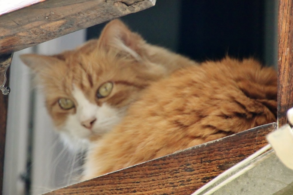 Foto: Gatito - Arezzo (Tuscany), Italia