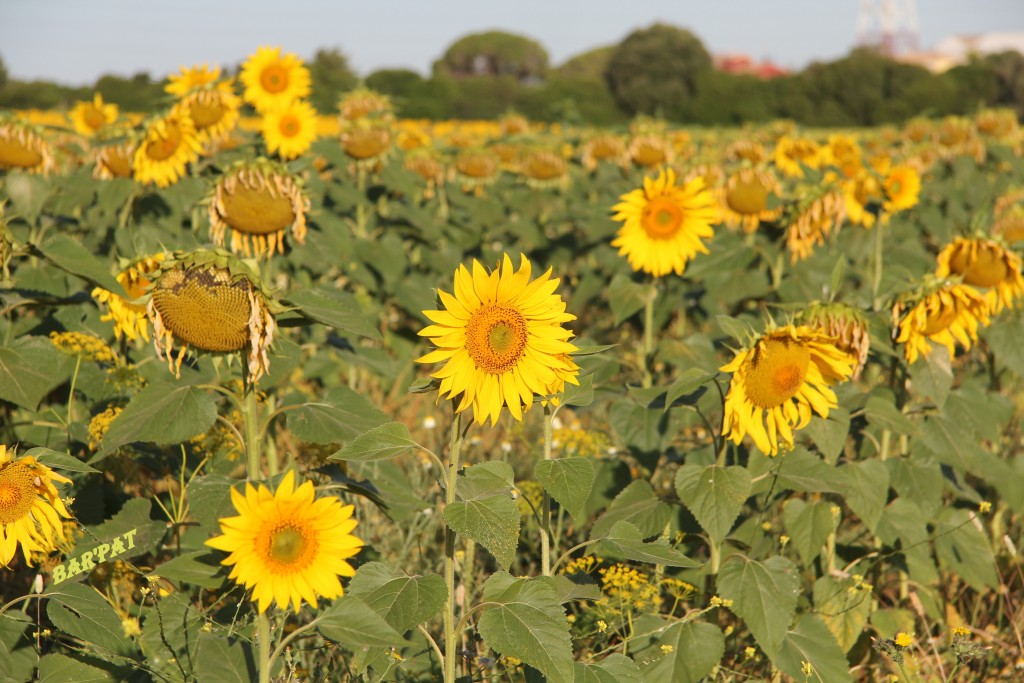 Foto de Puerto Real (Cádiz), España