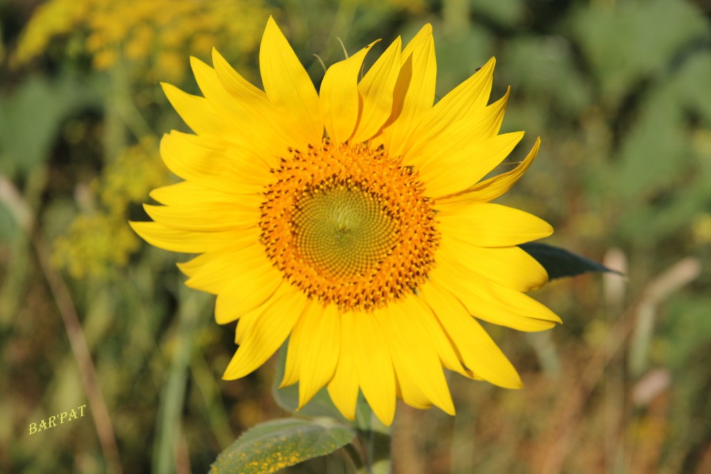 Foto de Puerto Real (Cádiz), España
