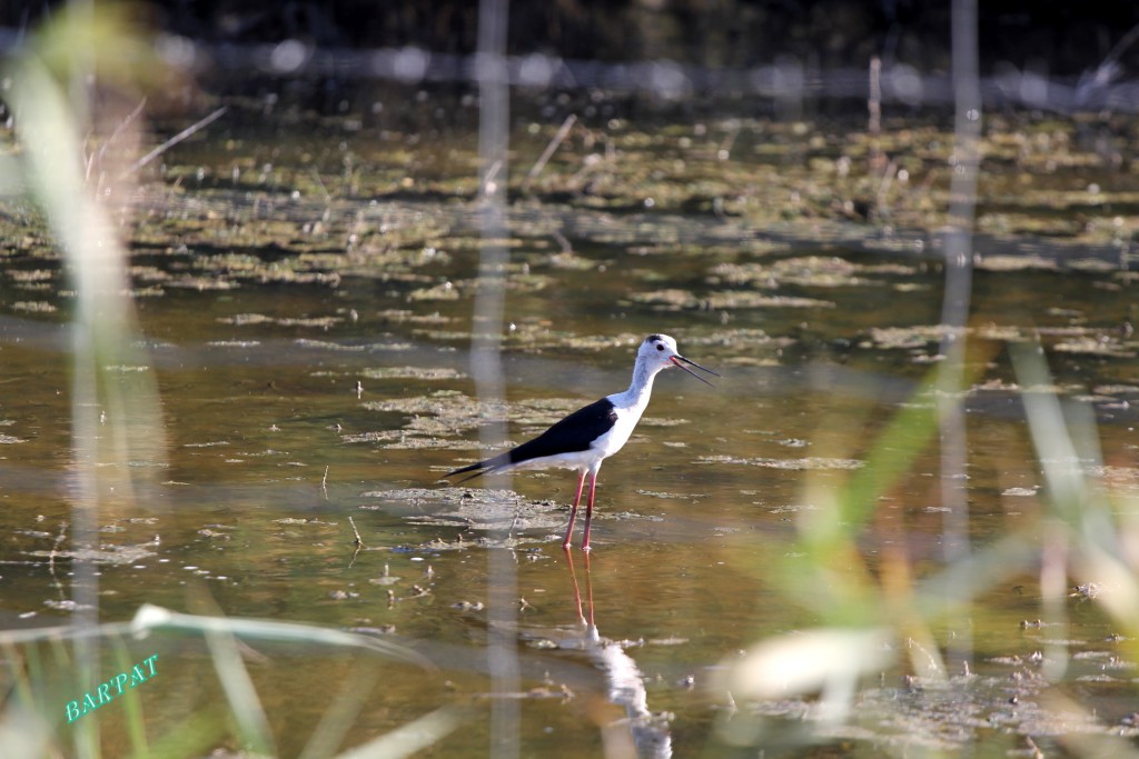 Foto de Puerto Real (Cádiz), España