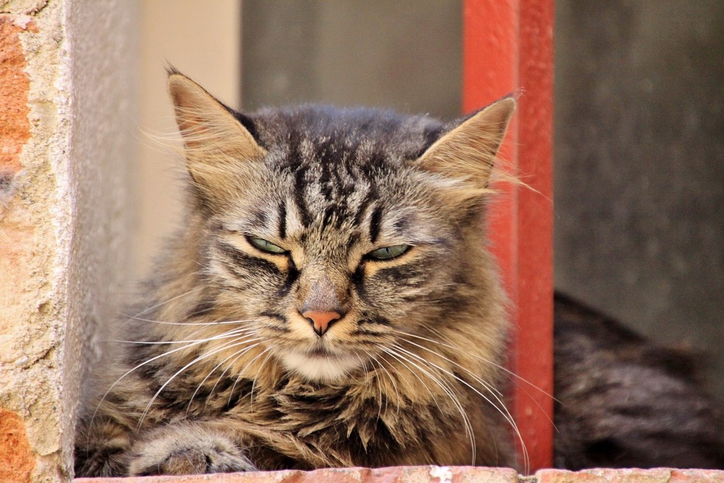 Foto: Gatito - Lucignano (Tuscany), Italia