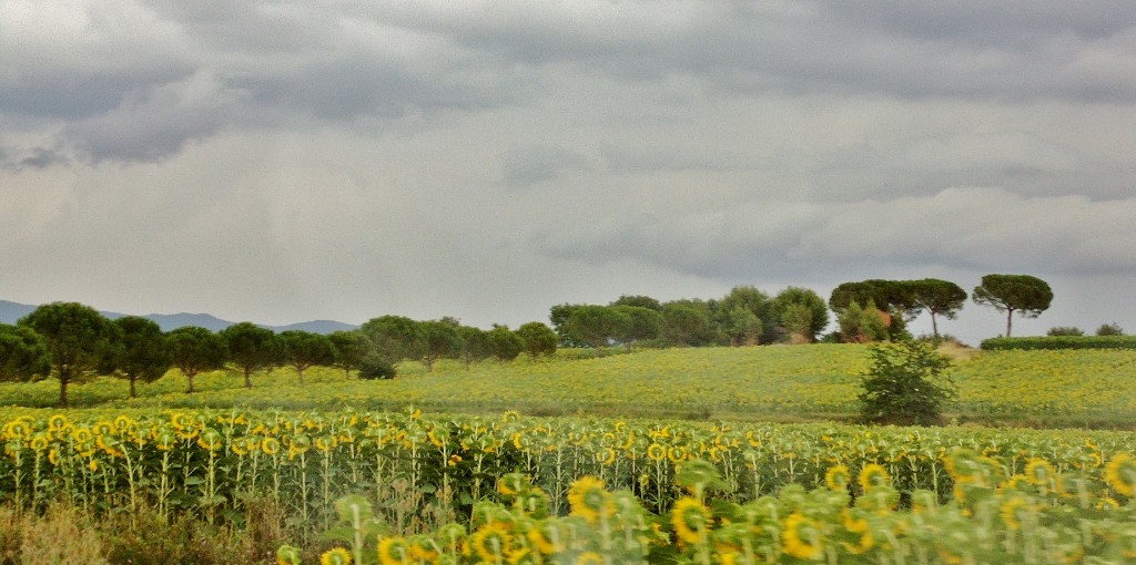 Foto: Paisaje - Cortona (Tuscany), Italia