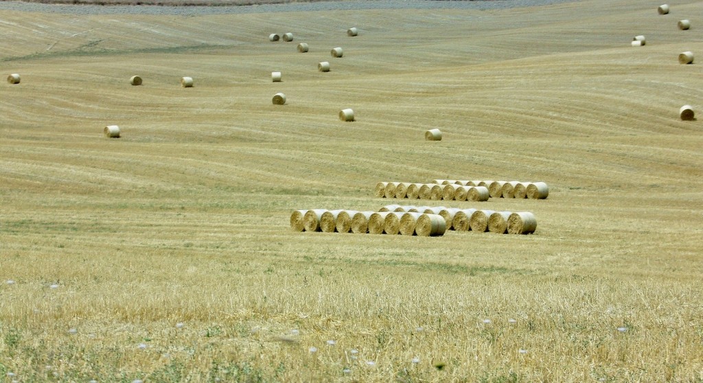Foto: Paisaje - San Quirico d´Orcia (Tuscany), Italia