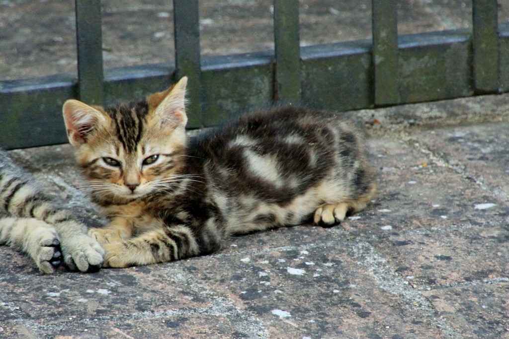 Foto: Gatito - Murlo (Tuscany), Italia