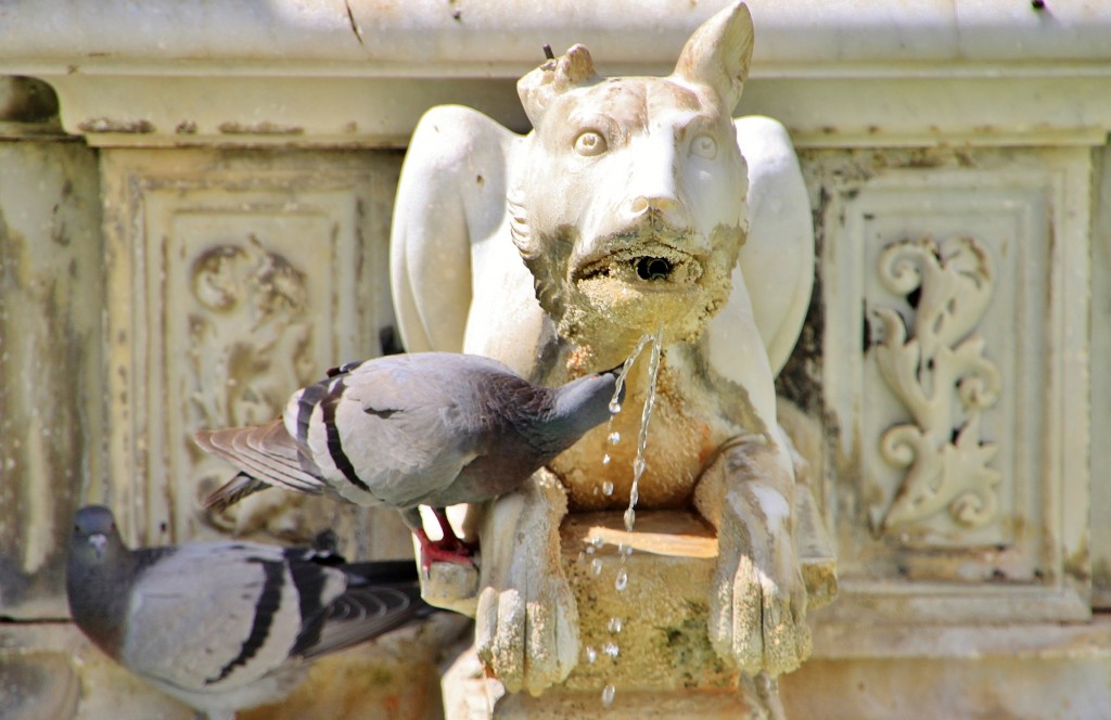 Foto: Fuente Gaia - Siena (Tuscany), Italia