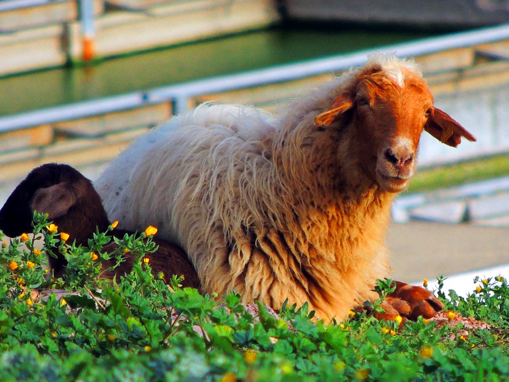 Foto de Villaluenga del Rosario (Cádiz), España