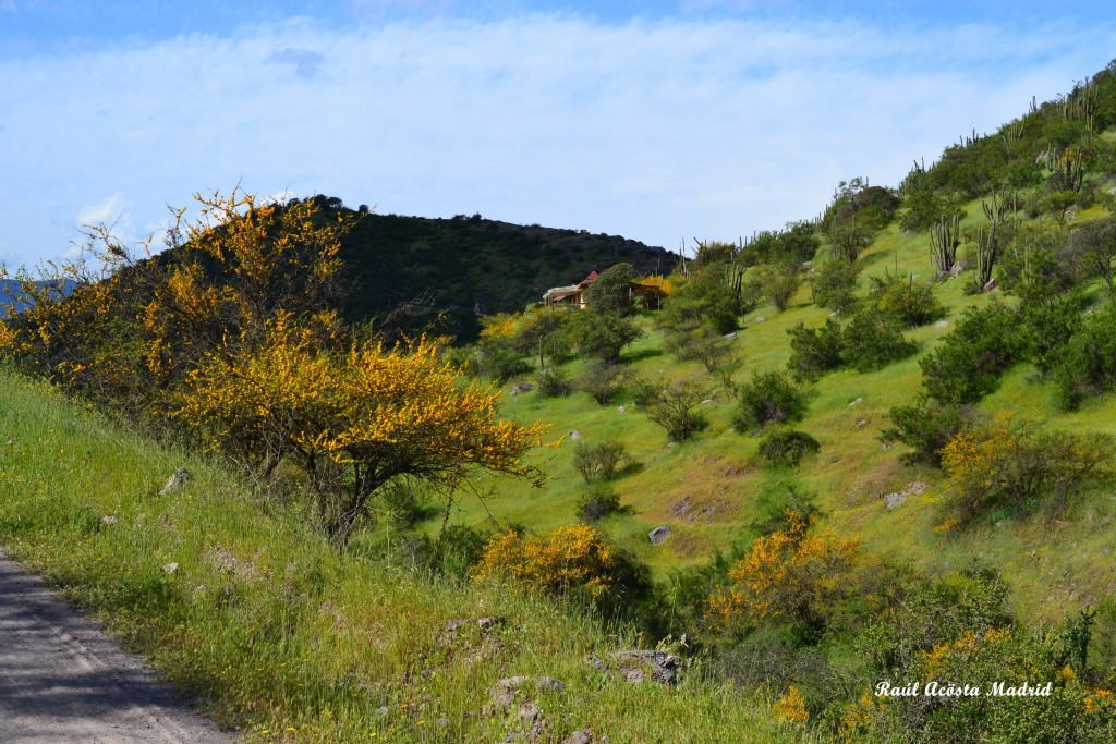Foto de Coinco (Libertador General Bernardo OʼHiggins), Chile