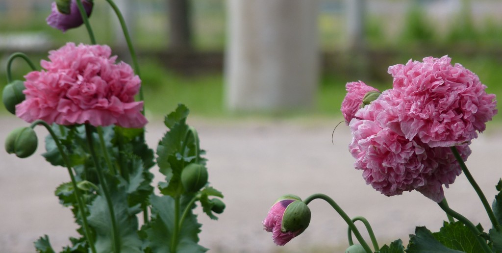Foto: Flores de La Paz - La Paz (Entre Ríos), Argentina