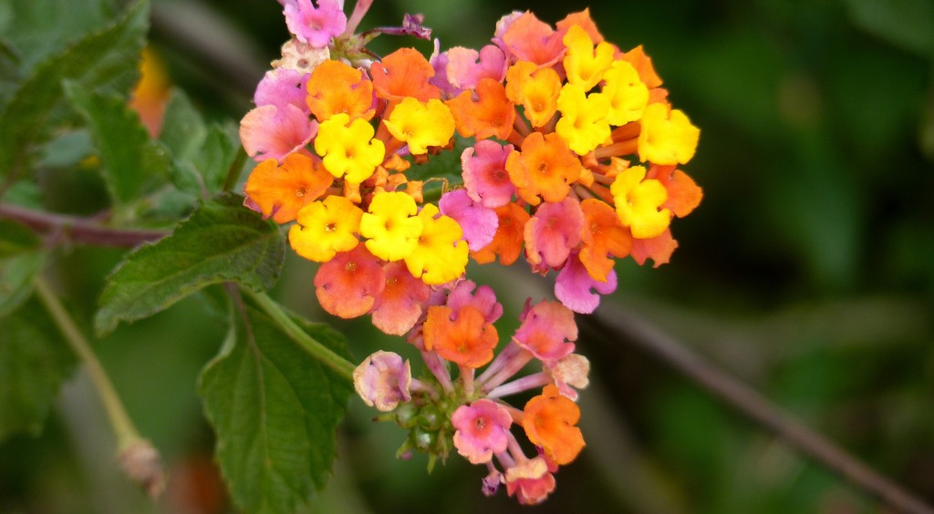 Foto: Flores de La Paz - La Paz (Entre Ríos), Argentina
