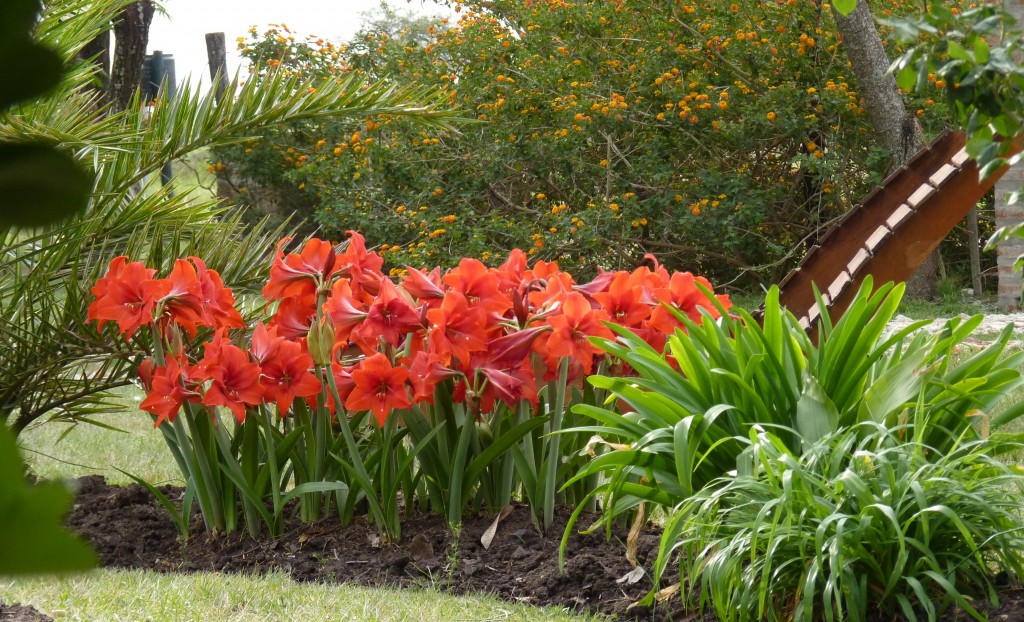 Foto: Flores de La Paz - La Paz (Entre Ríos), Argentina