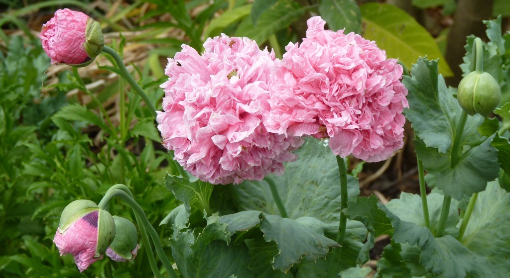 Foto: Flores de La Paz - La Paz (Entre Ríos), Argentina